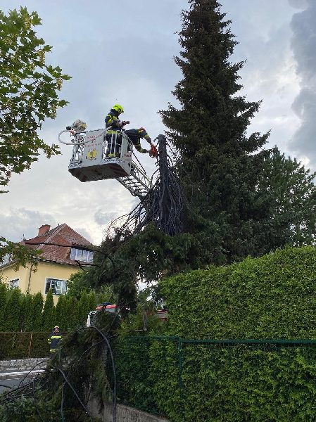 Brand einer 20 Meter hohen Fichte (Bild 2)